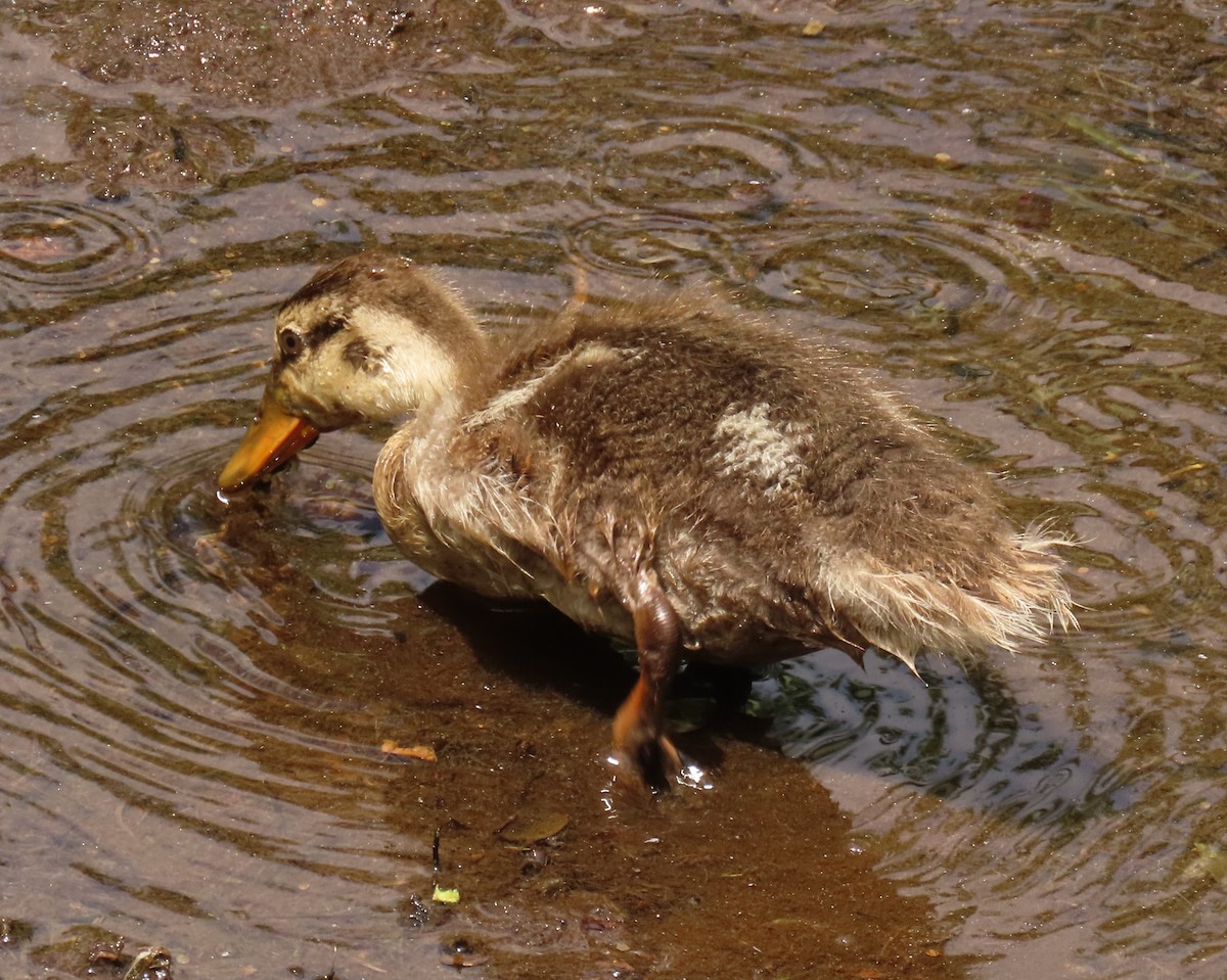 Mallard x Mottled Duck (hybrid) - ML637383666