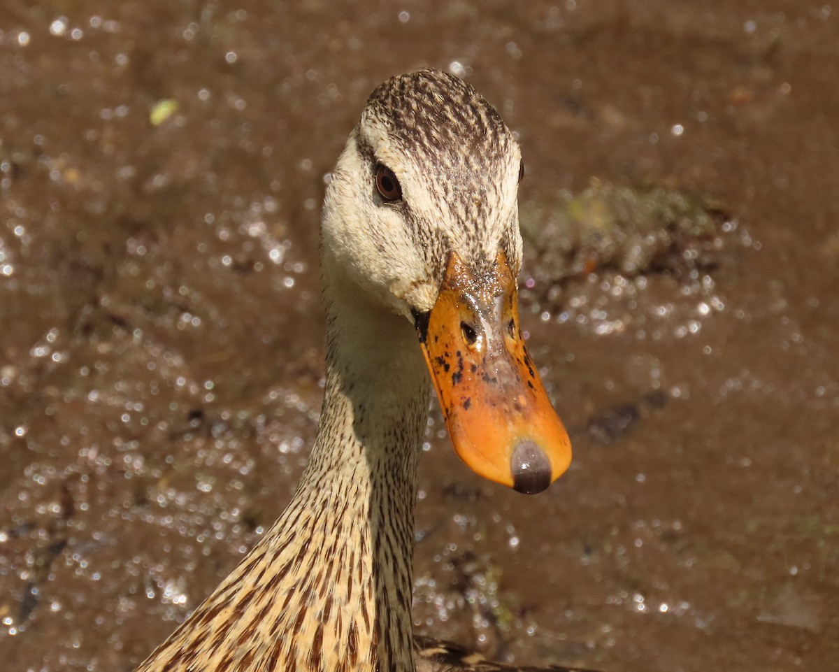 Mallard x Mottled Duck (hybrid) - ML637383668