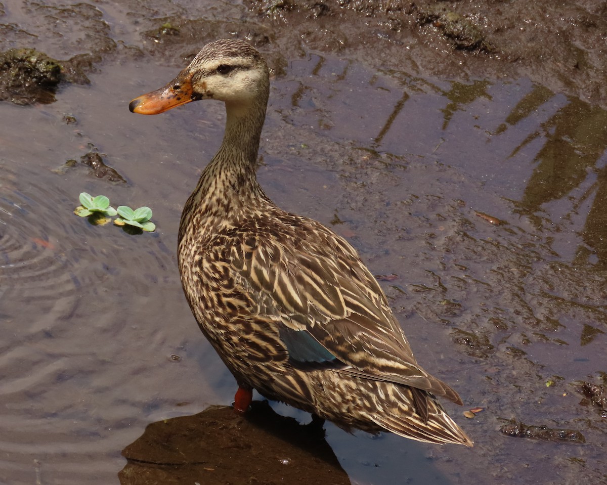 Mallard x Mottled Duck (hybrid) - ML637383669