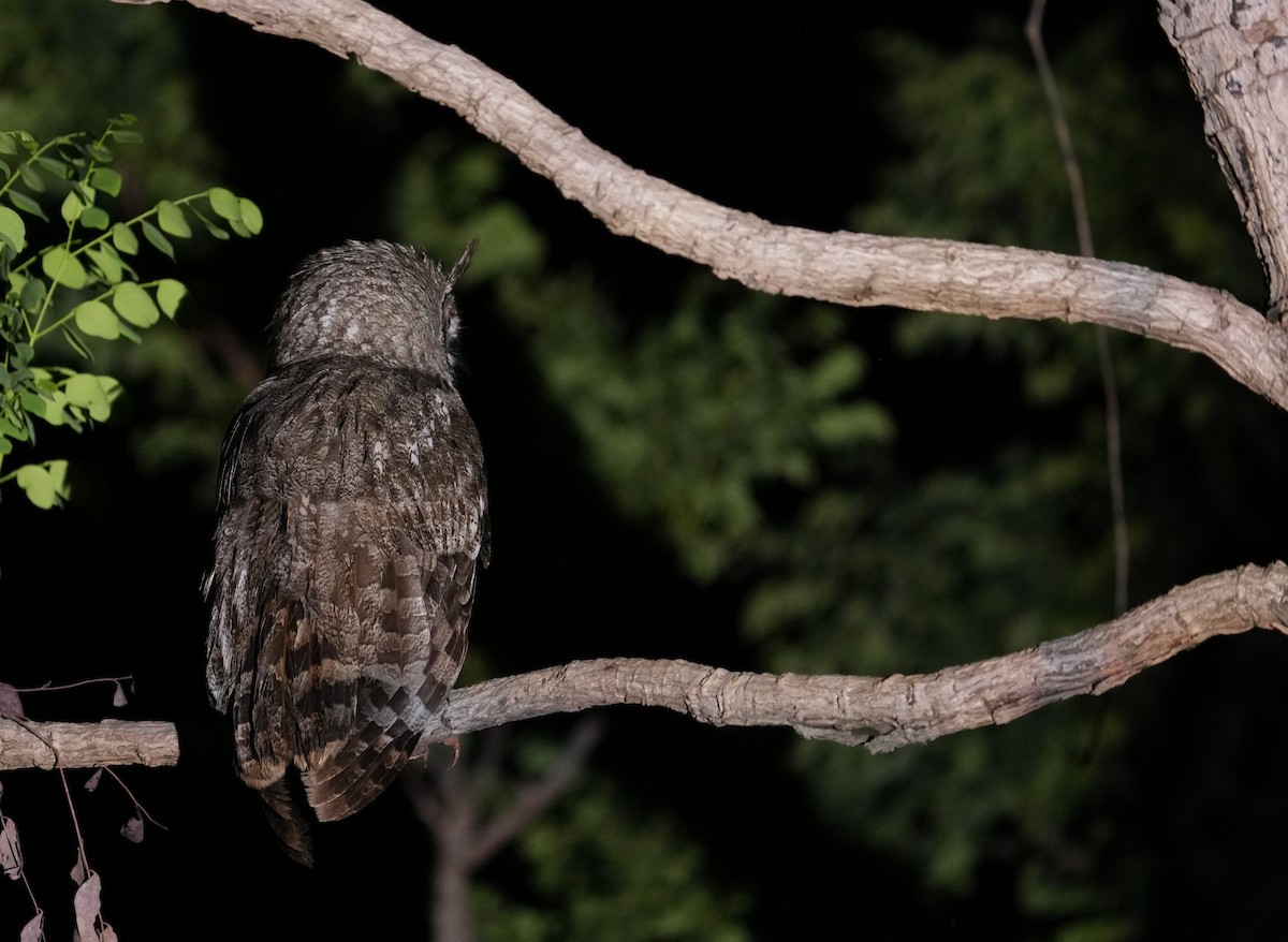 Grayish Eagle-Owl - ML637383681