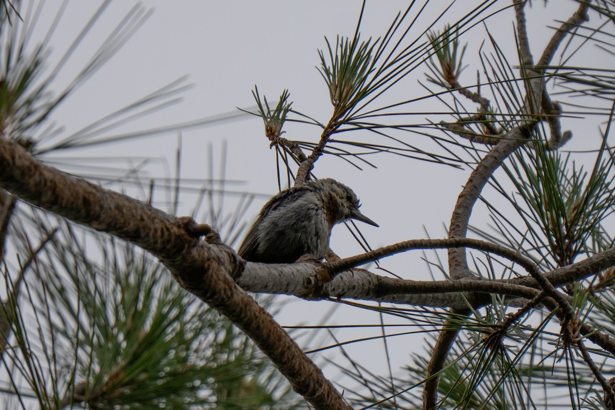 Krüper's Nuthatch - ML637383683