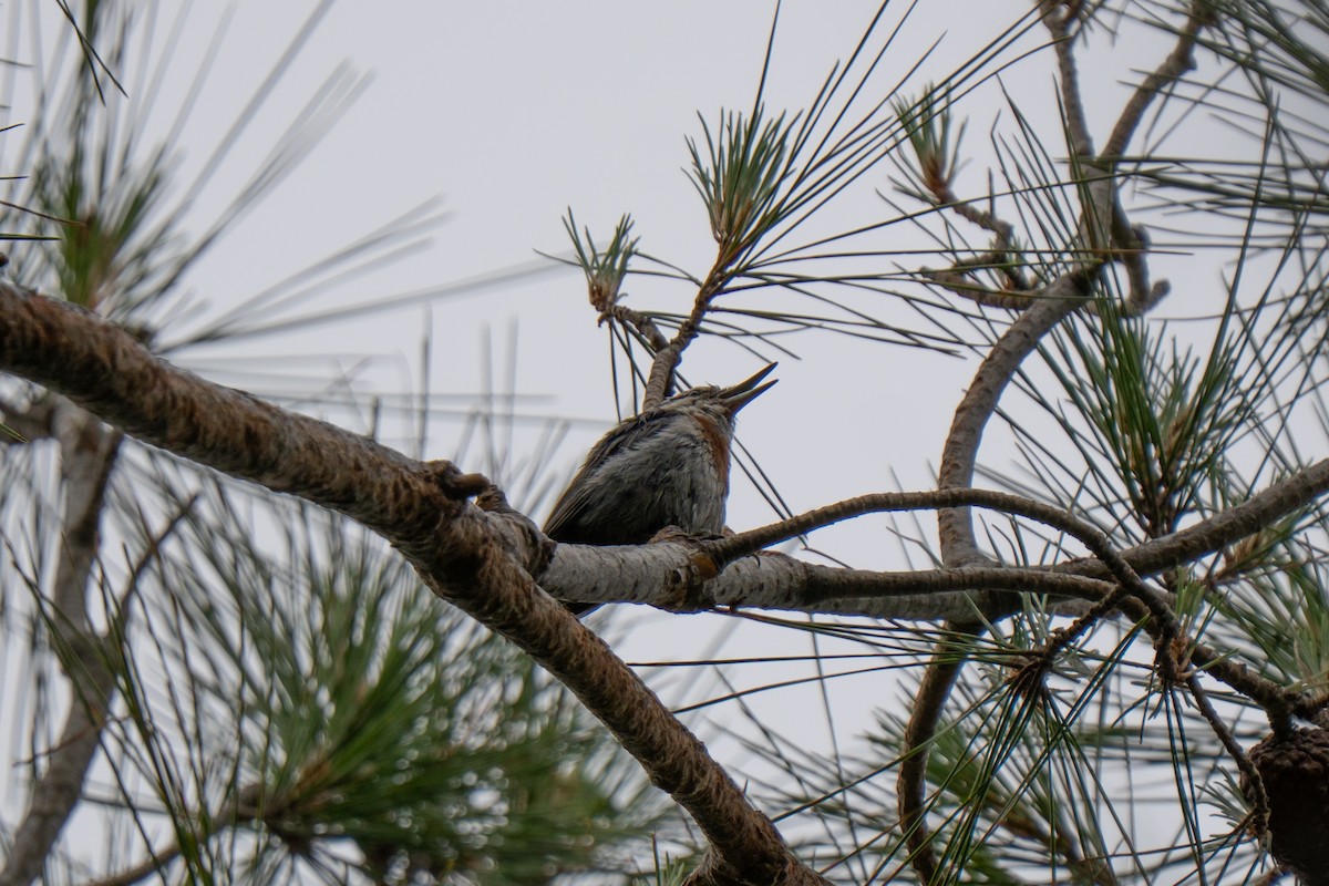 Krüper's Nuthatch - ML637383684