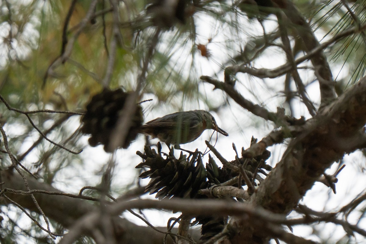 Krüper's Nuthatch - ML637383687
