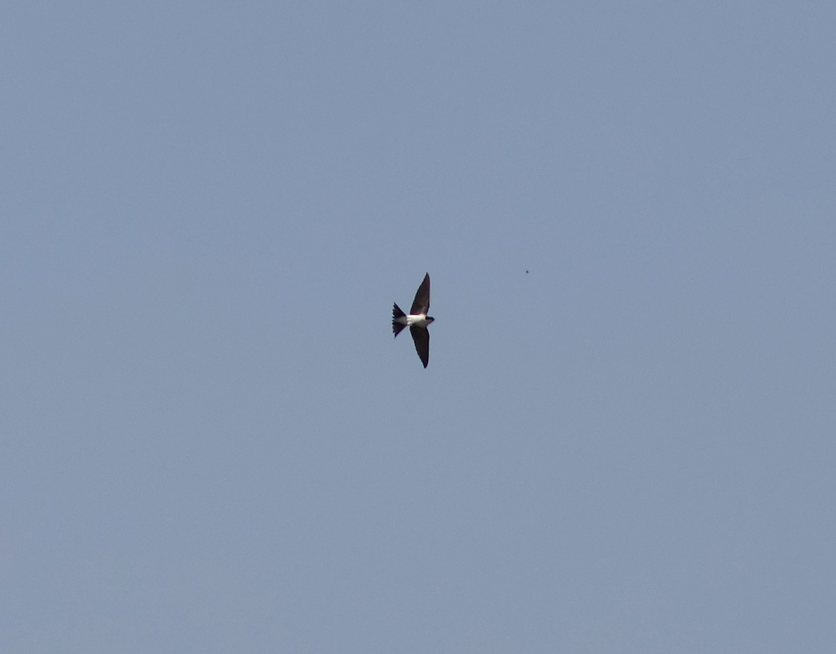 טסית בתים - ML637383708