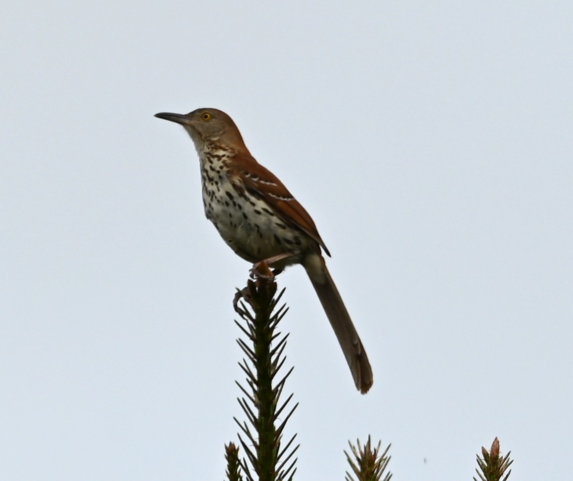 Rotspottdrossel - ML637383712