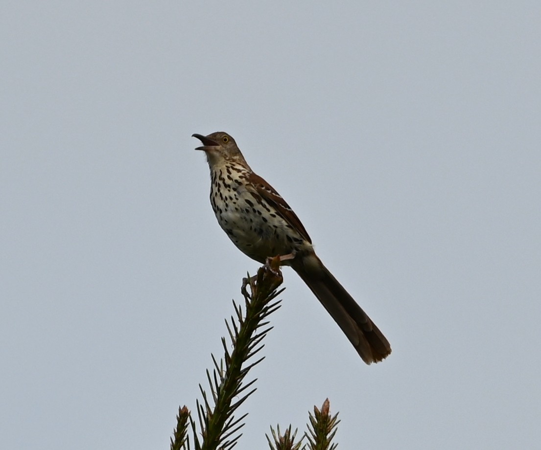 Rotspottdrossel - ML637383734