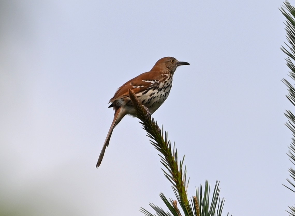 Rotspottdrossel - ML637383741
