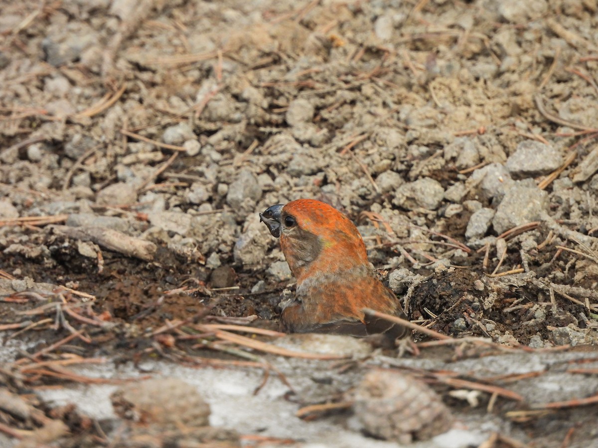 Cassia Crossbill - ML637383784