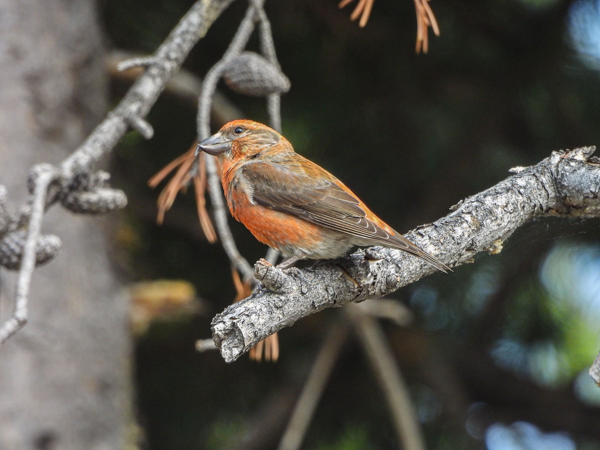 Cassia Crossbill - ML637383785