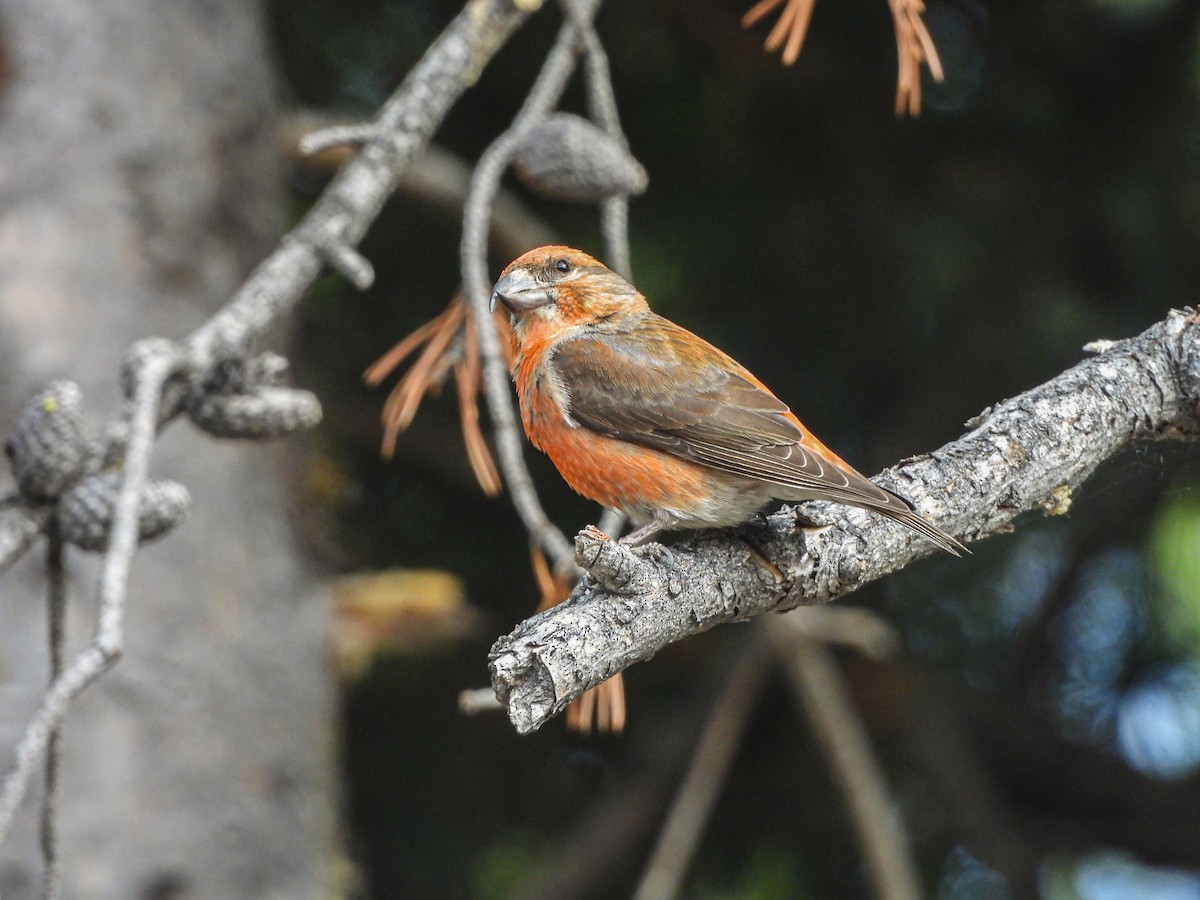 Cassia Crossbill - ML637383786
