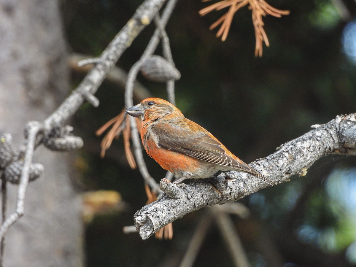 Cassia Crossbill - ML637383787