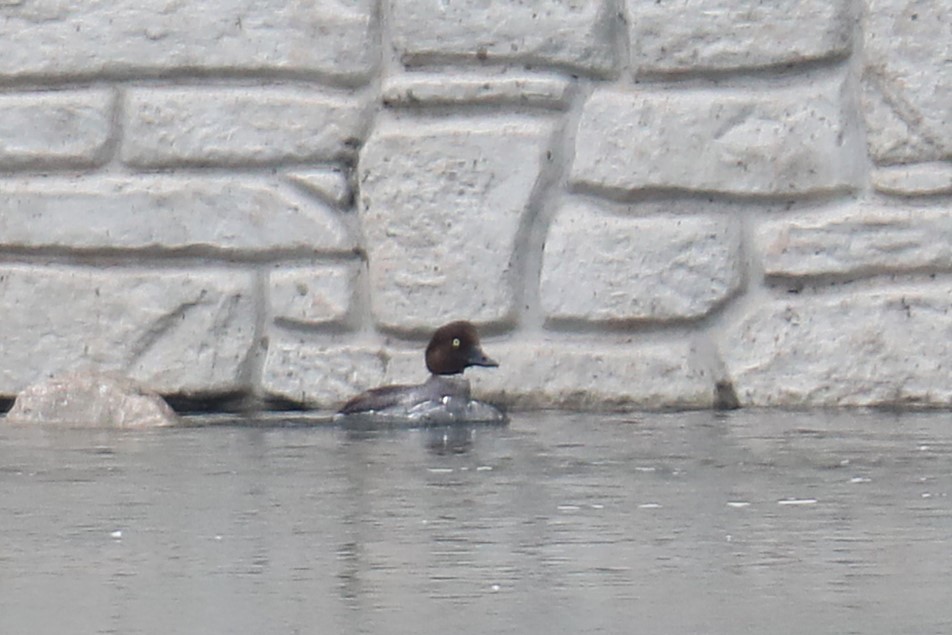 Common Goldeneye - ML637383870