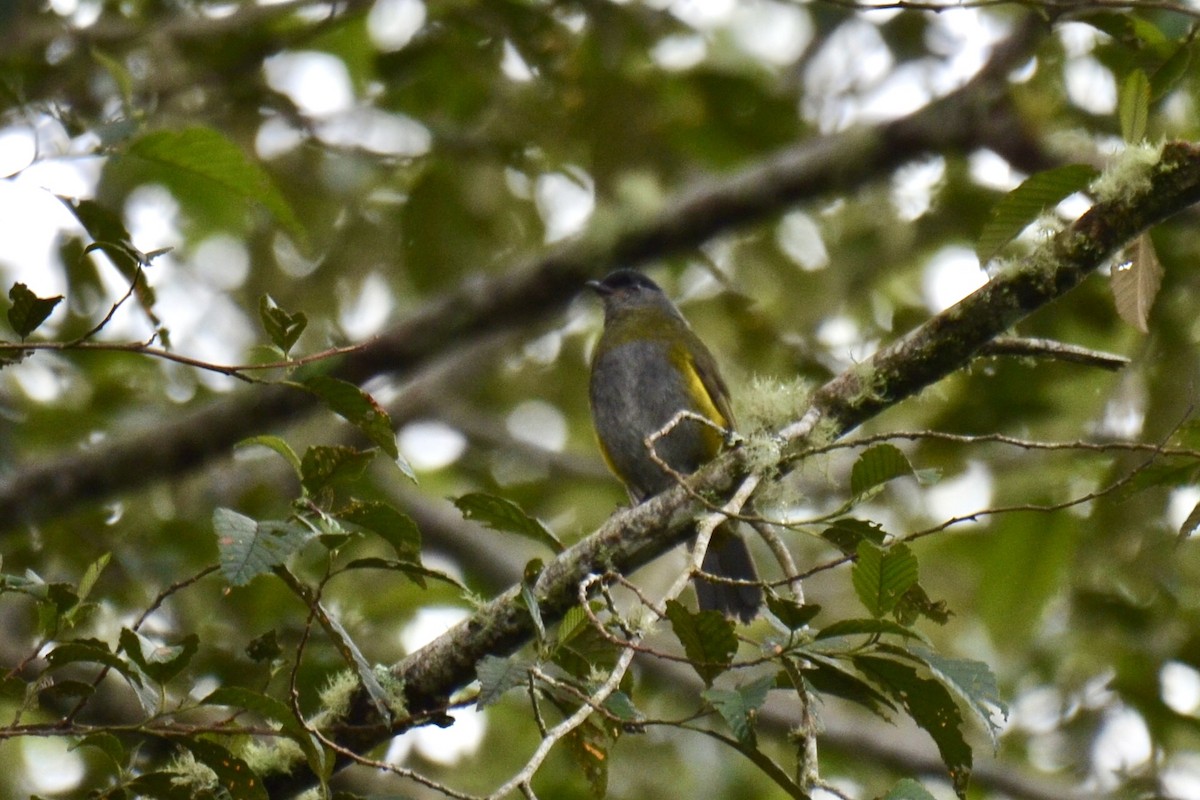 Black-and-yellow Silky-flycatcher - ML637383946