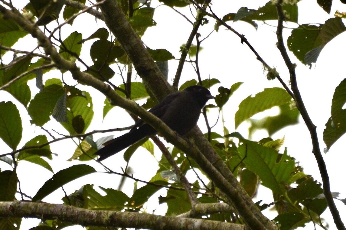 Yellow-thighed Brushfinch - ML637383954