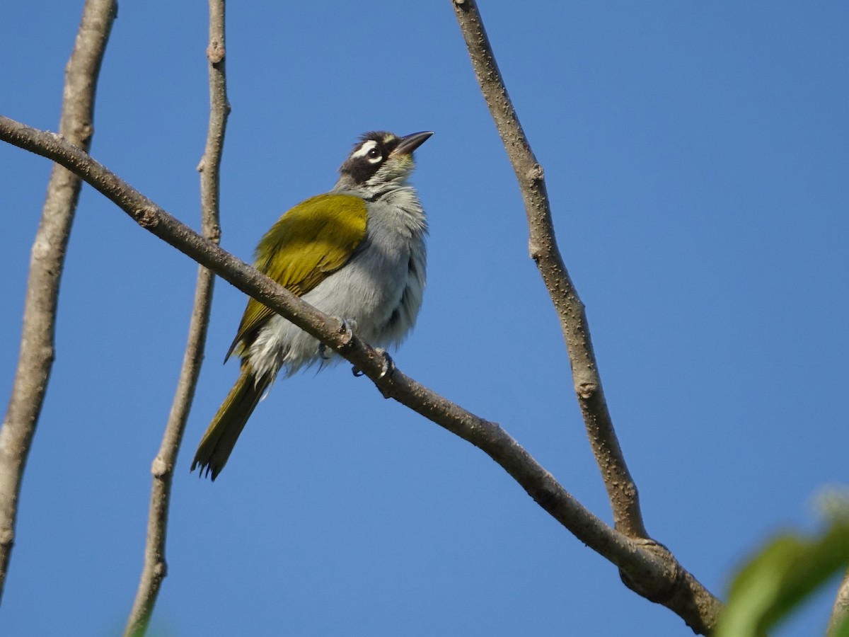 Black-crowned Palm-Tanager - ML637383987