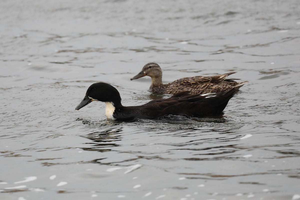 Mallard (Domestic type) - ML637383988