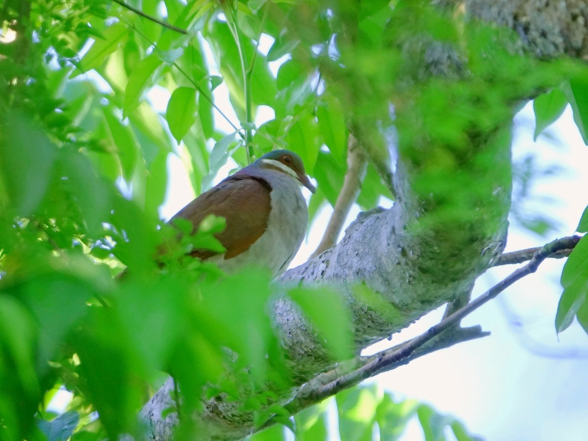 Key West Quail-Dove - ML637384011