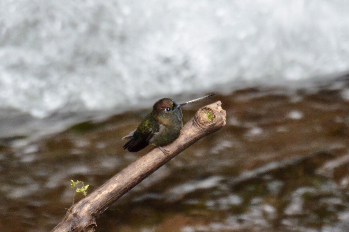 Green-fronted Lancebill - ML637384035
