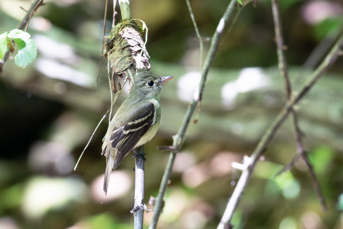 Acadian Flycatcher - ML637384236