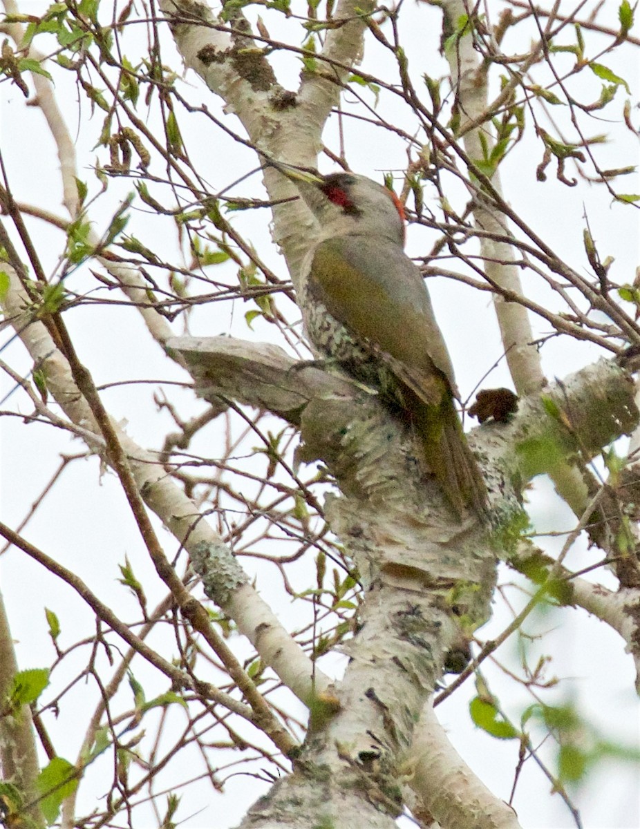 Japanese Woodpecker - ML637384349