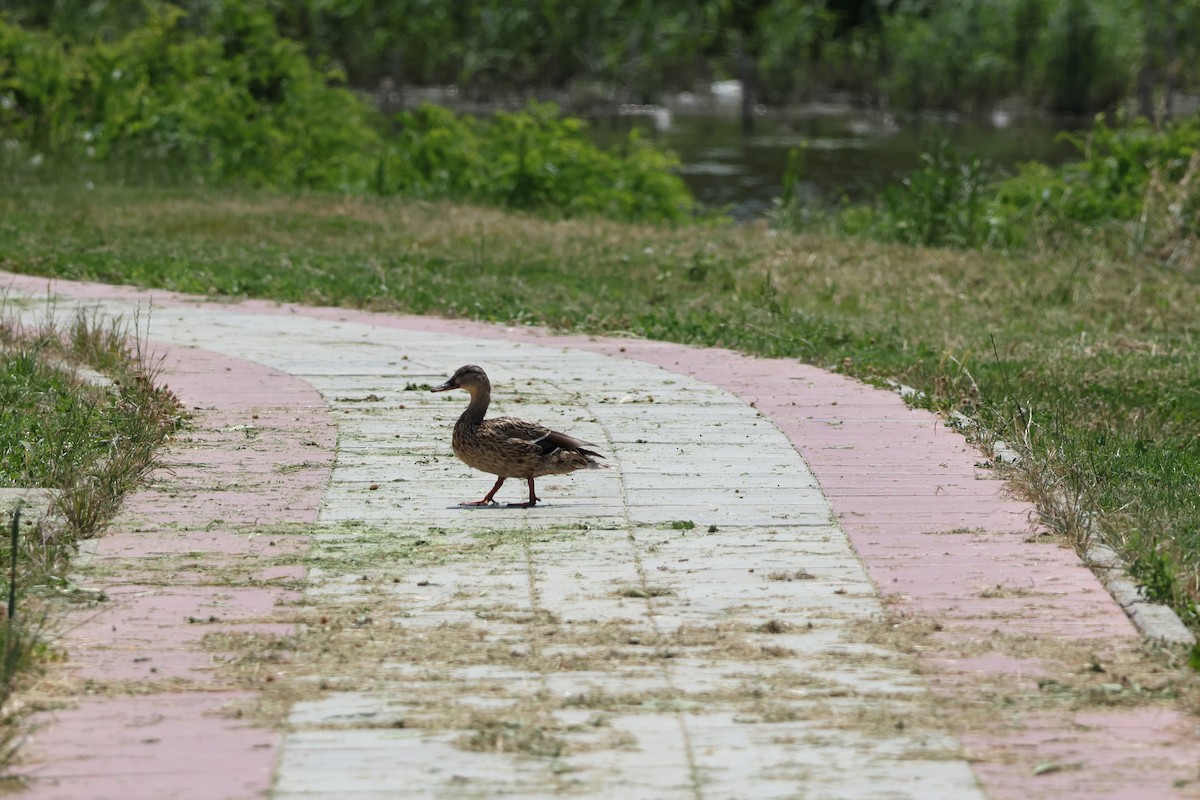 ברכיה - ML637384403