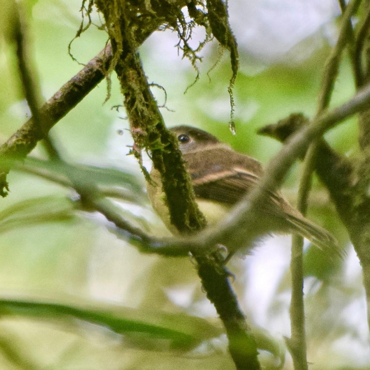 Tawny-chested Flycatcher - ML637384428