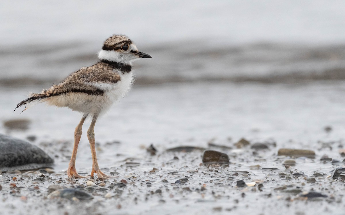 Killdeer - ML637384566
