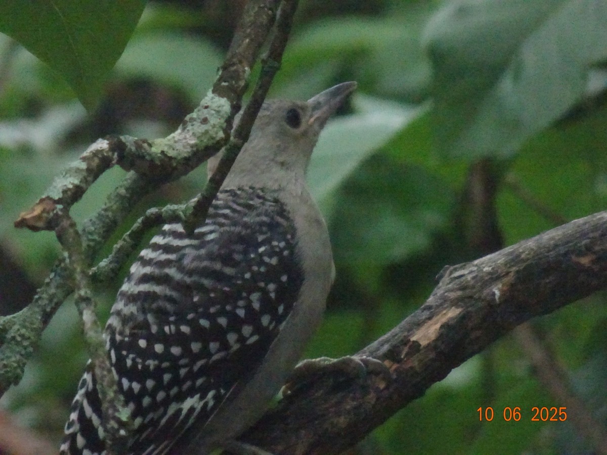 datel karolínský - ML637384572