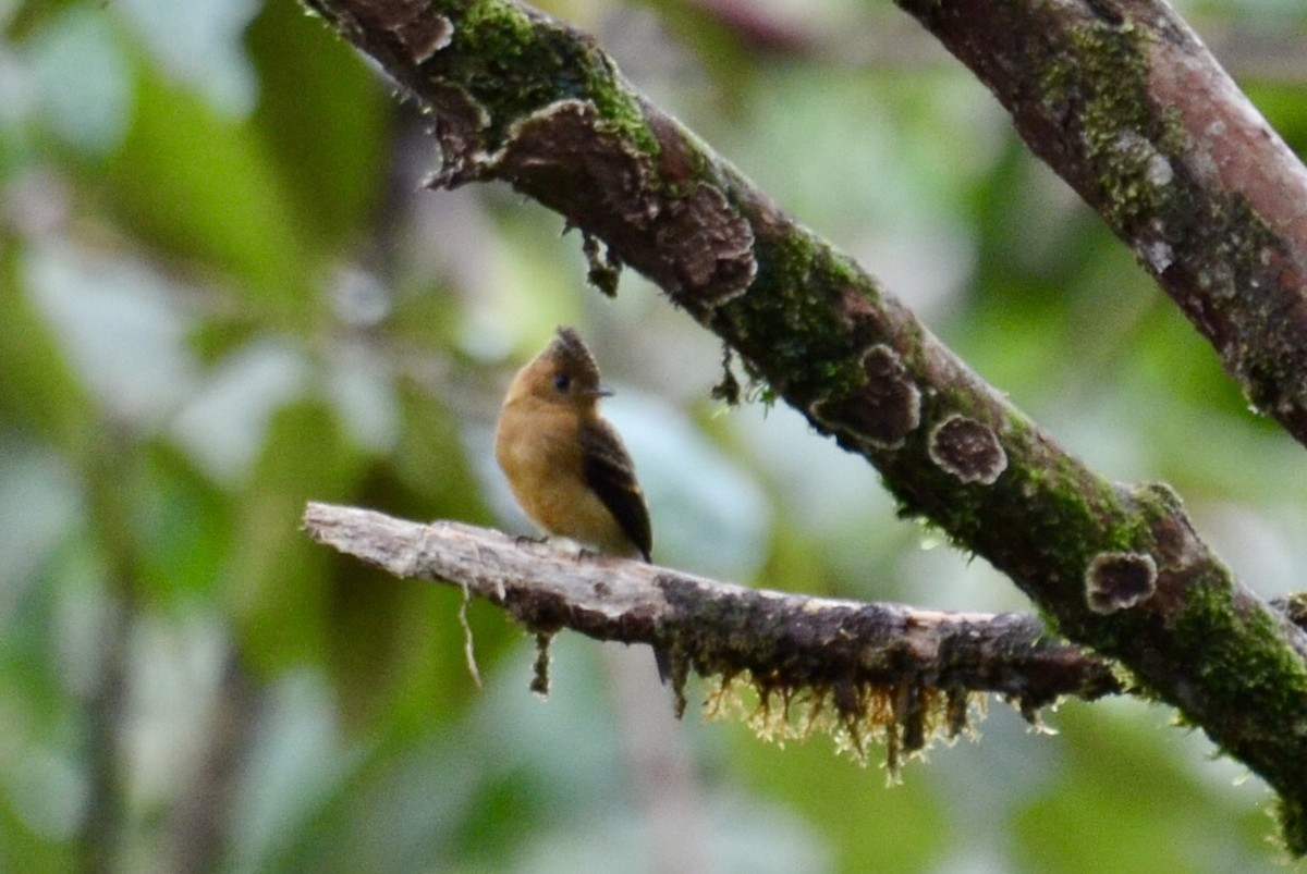 Tufted Flycatcher - ML637384596