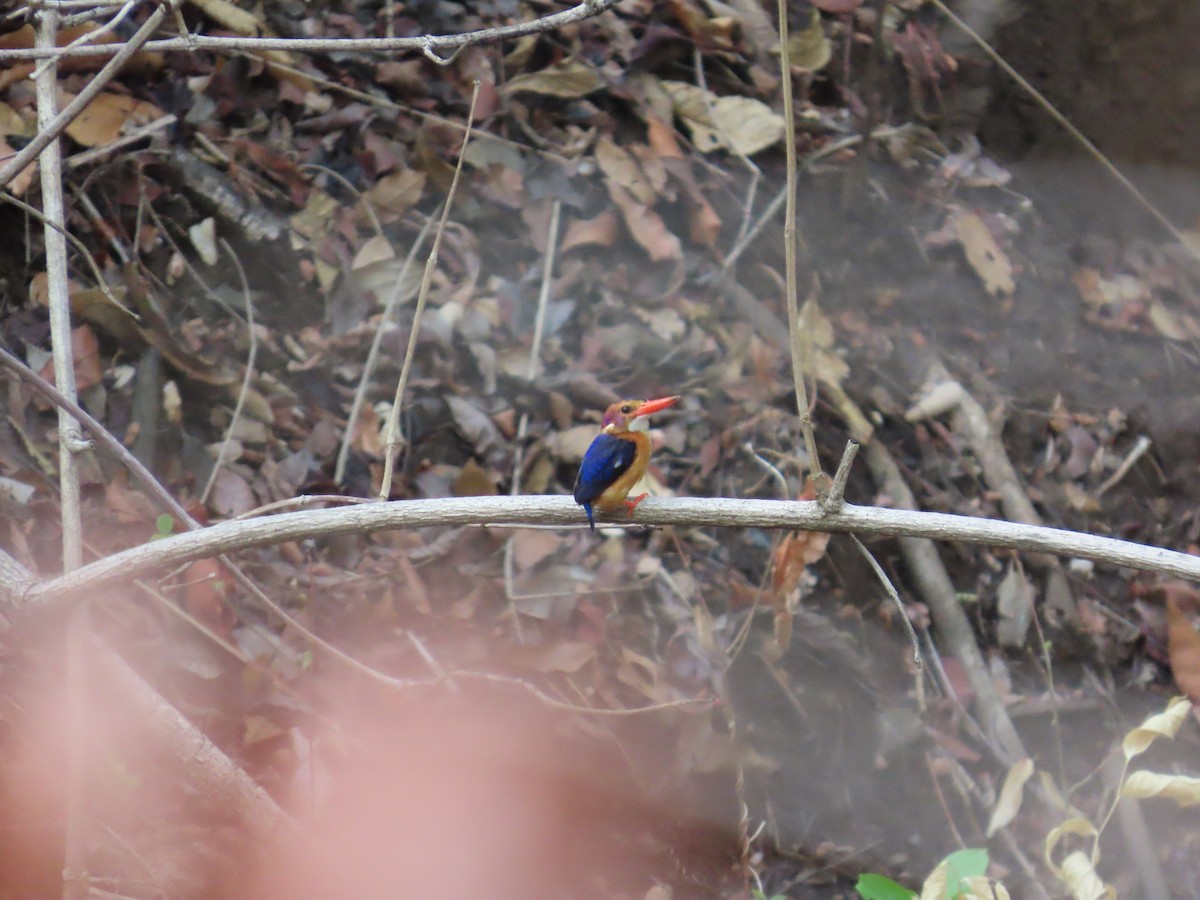 African Pygmy Kingfisher - ML637384601
