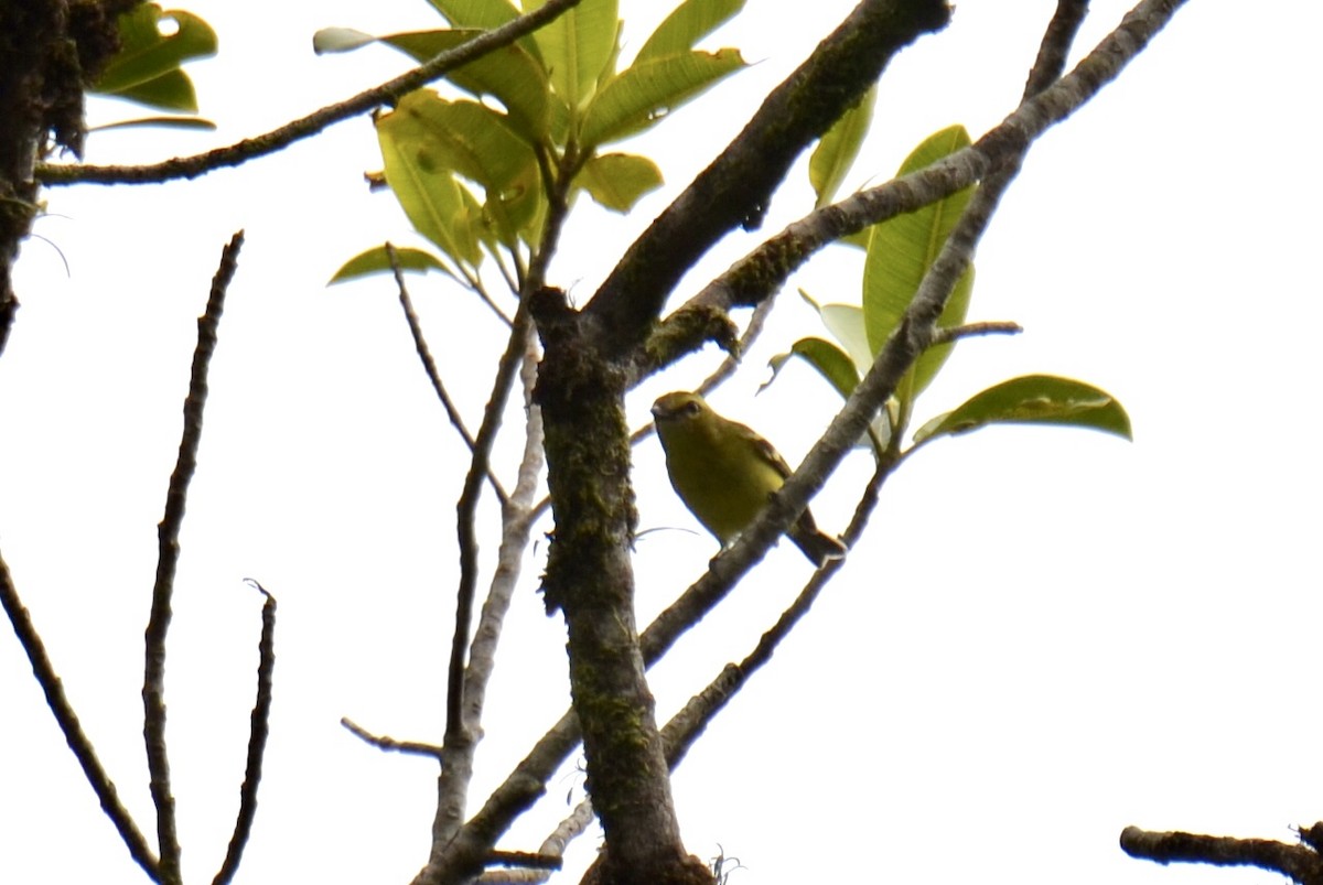 Yellow-winged Vireo - ML637384611