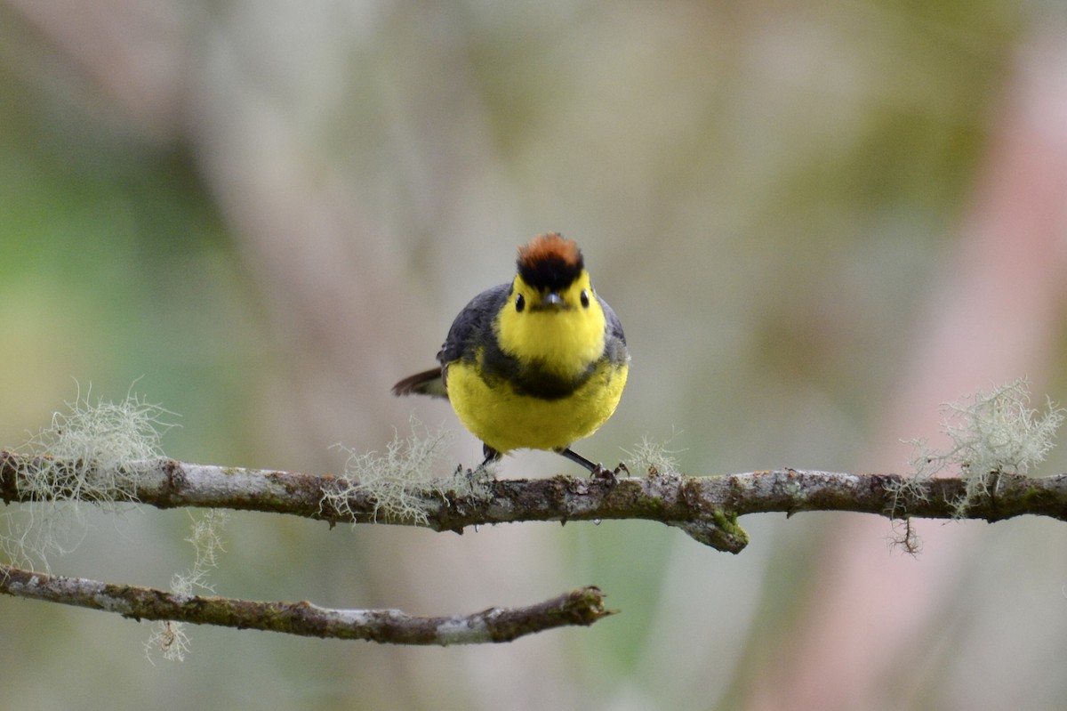 Collared Redstart - ML637384642