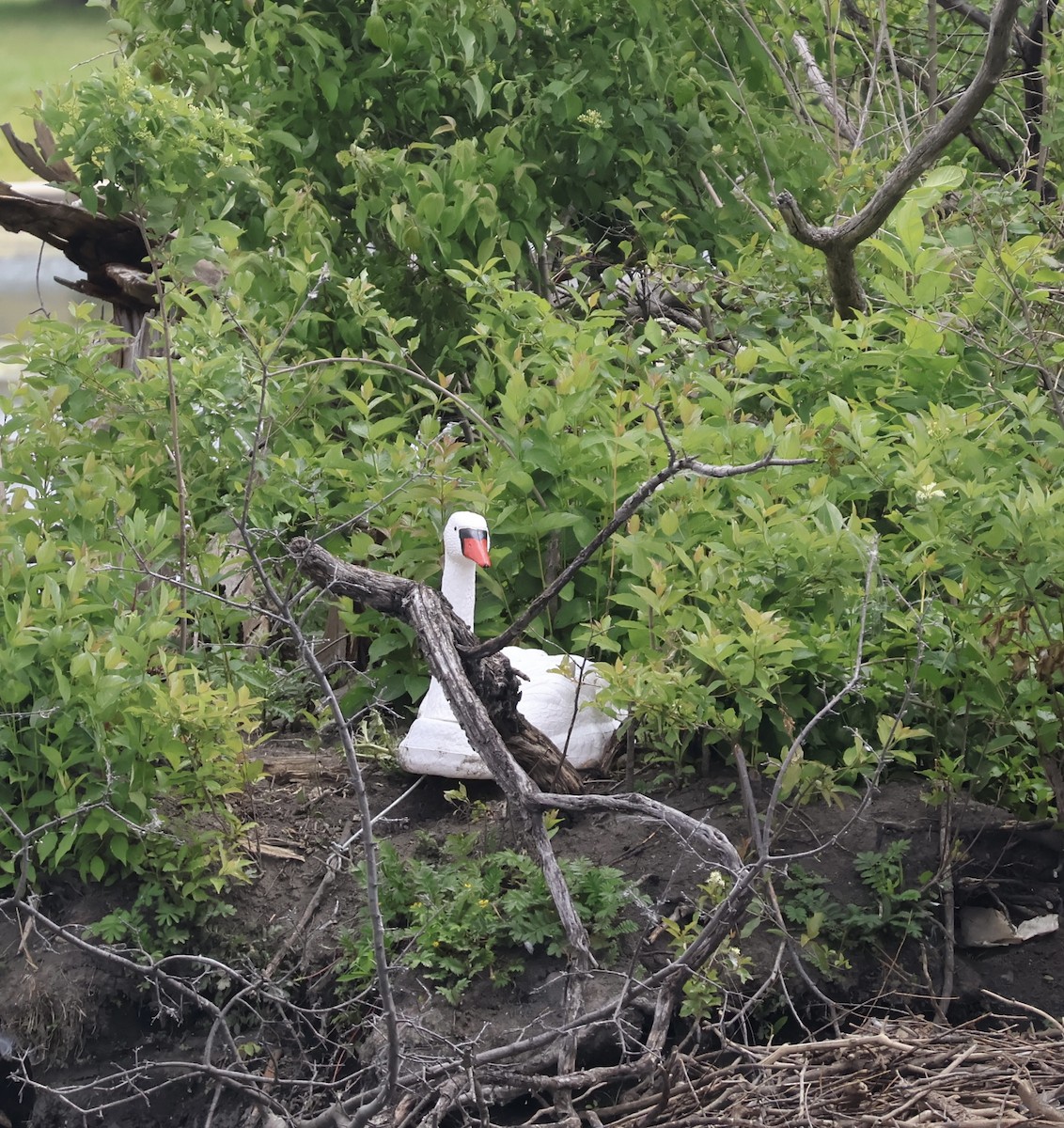 Mute Swan - ML637384664
