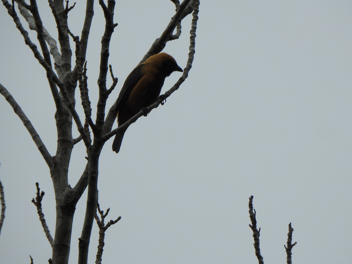 Burnished-buff Tanager - ML637384705