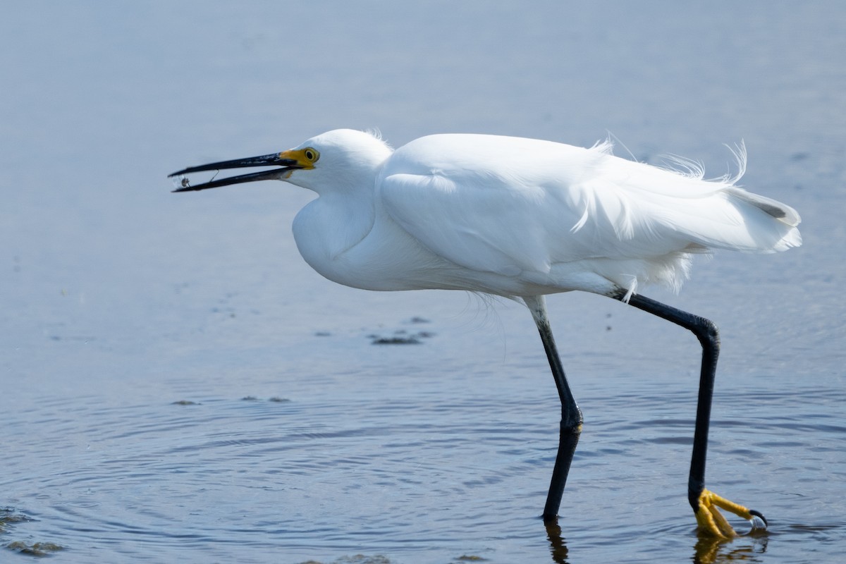 Snowy Egret - ML637384709