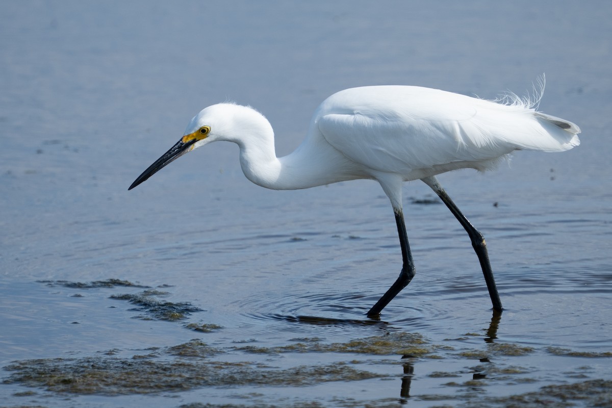 Snowy Egret - ML637384710