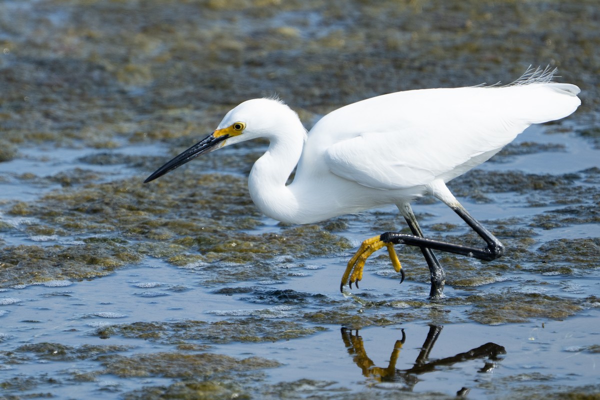 Snowy Egret - ML637384711