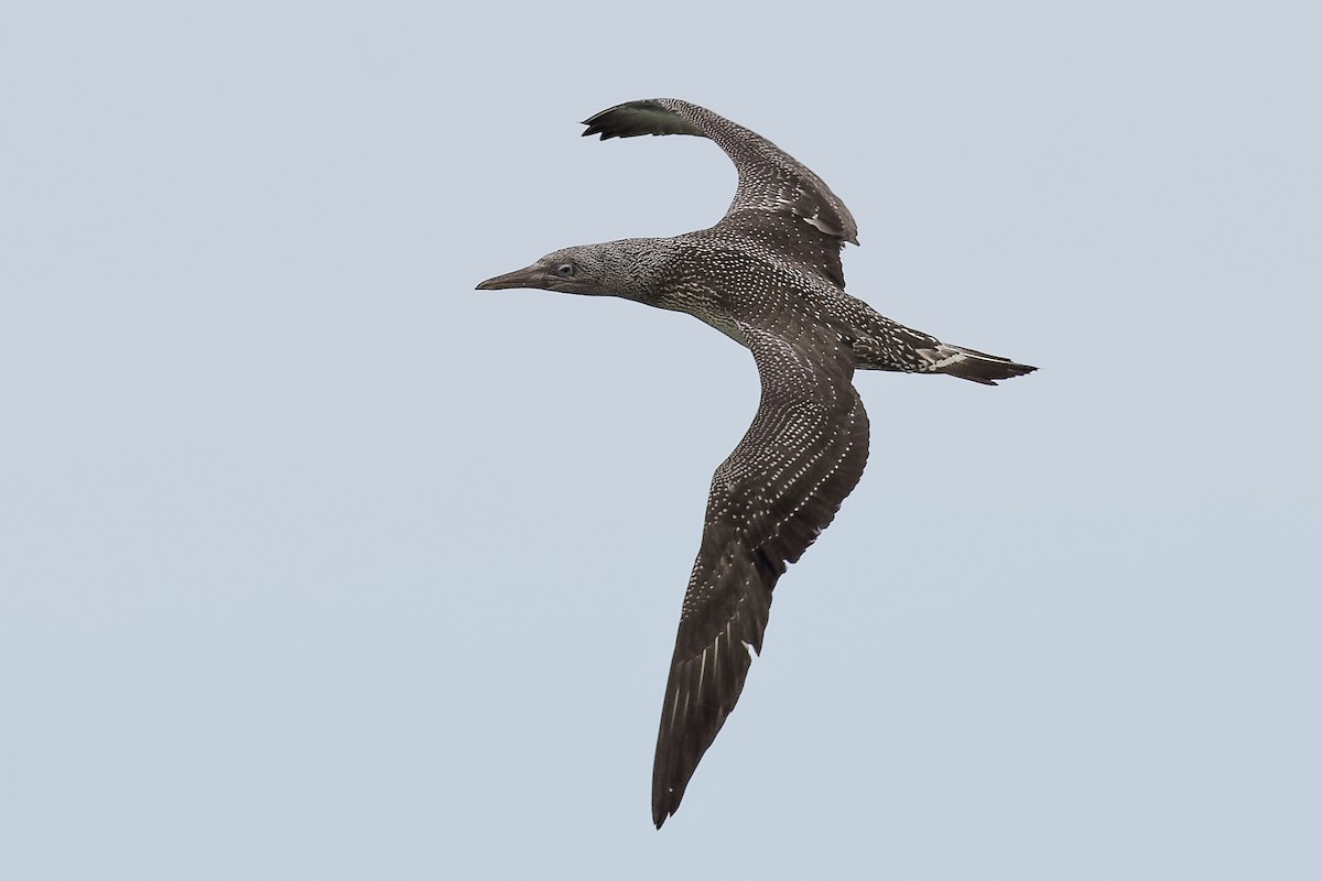 Northern Gannet - ML637384712
