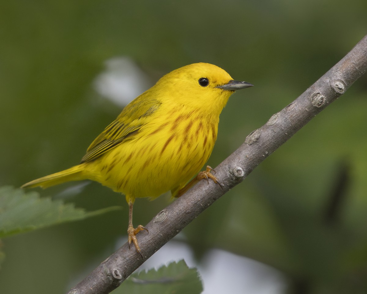 Yellow Warbler - ML637384776