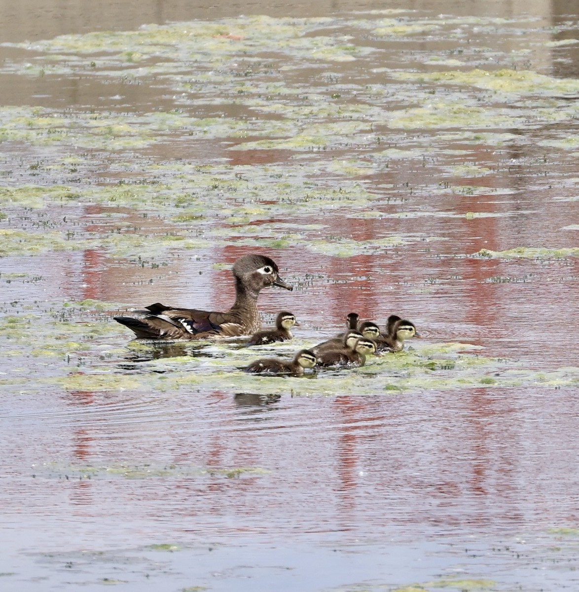 Wood Duck - ML637384793