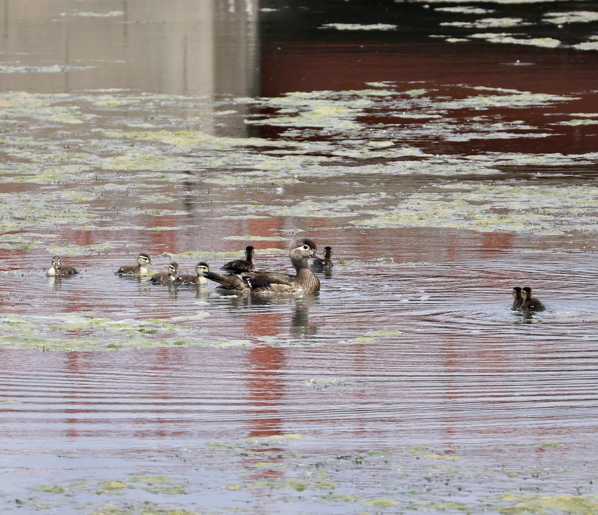 Wood Duck - ML637384794
