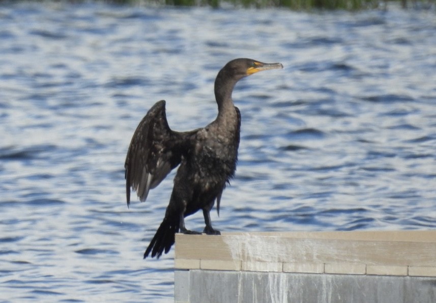 Double-crested Cormorant - ML637384807