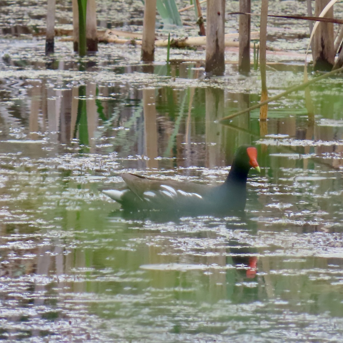 Common Gallinule - ML637384813