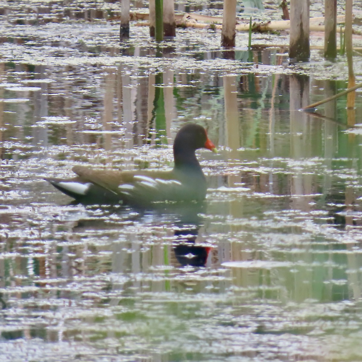 Common Gallinule - ML637384814