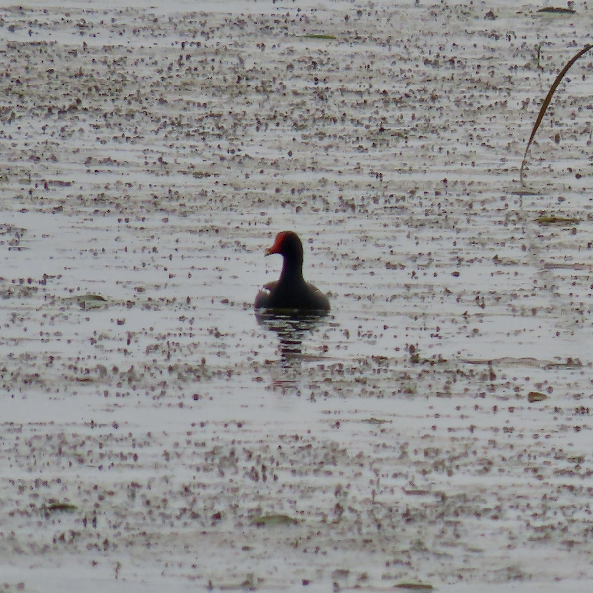 Common Gallinule - ML637384815