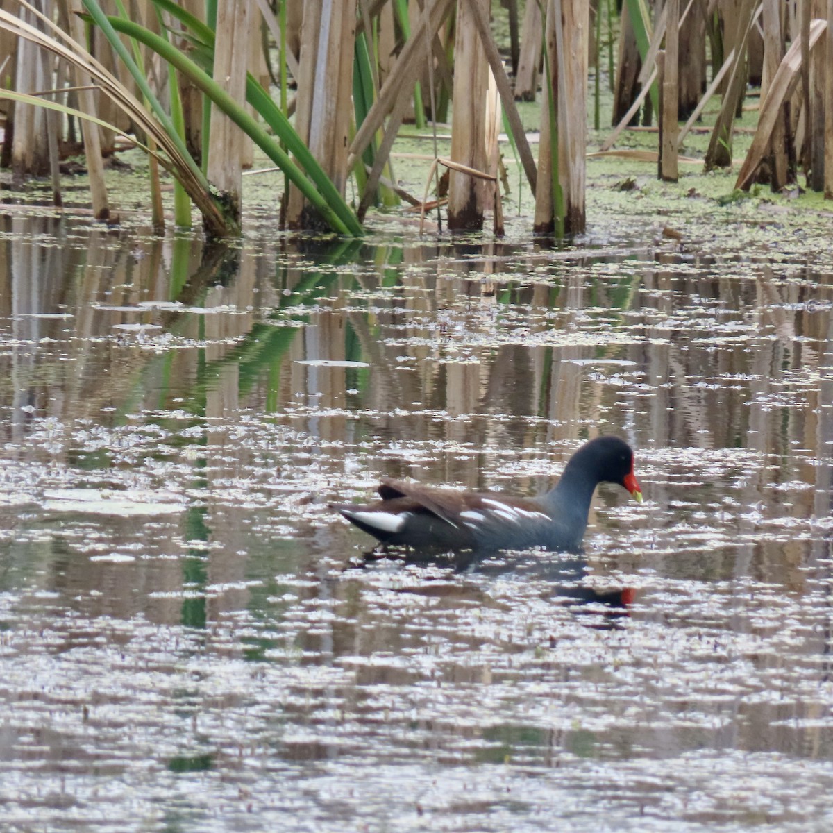 Common Gallinule - ML637384816