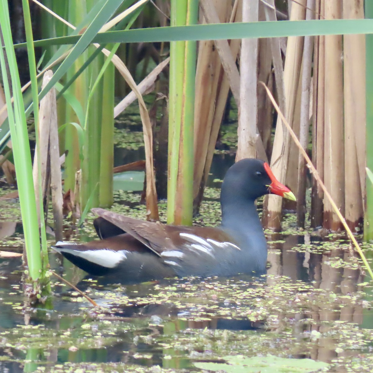 Common Gallinule - ML637384817