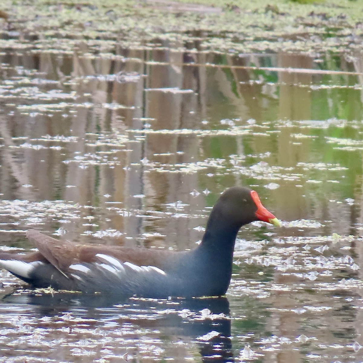 Common Gallinule - ML637384818