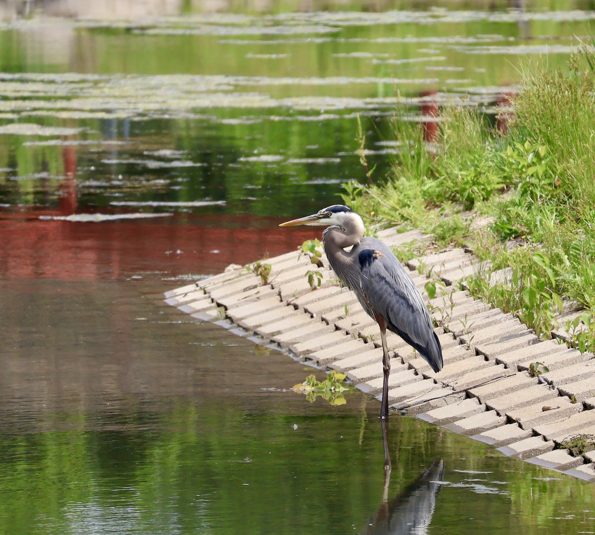 Great Blue Heron - ML637384828