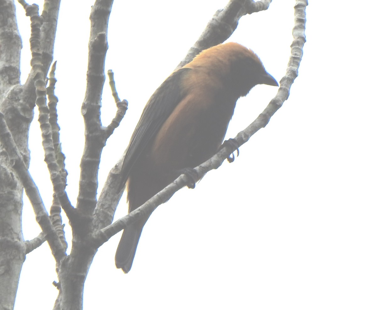 Burnished-buff Tanager - ML637384829